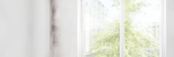 Best Mold-Related Health Consultation  in Simonton Lake, IN