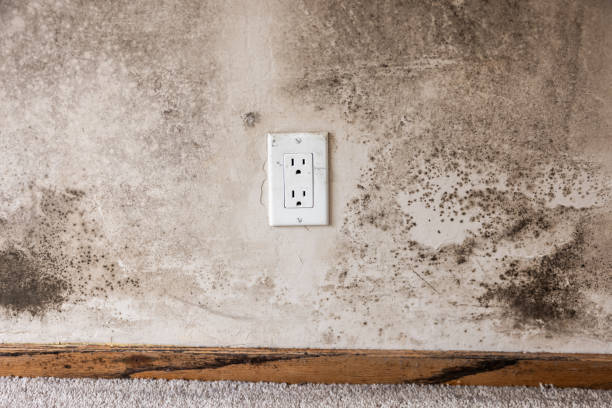 Mold Remediation for Vacation Homes in Simonton Lake, IN